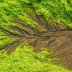 tidal Trees in Qingdao Turn into Living Coastal Art 