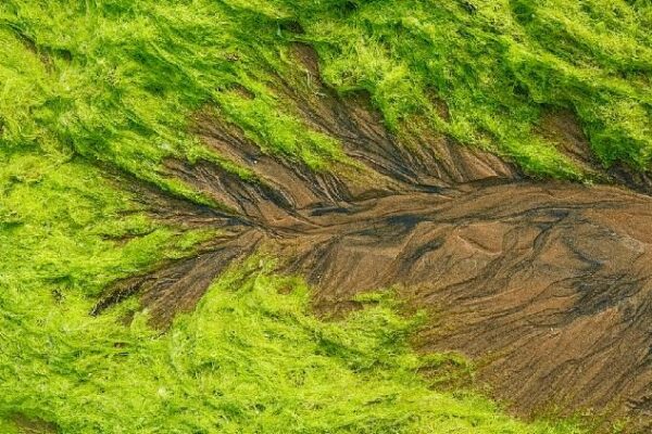 Qingdao’s ‘Tidal Trees’: Nature’s Living Coastal Art 'Tidal trees' in Qingdao turn into living coastal art