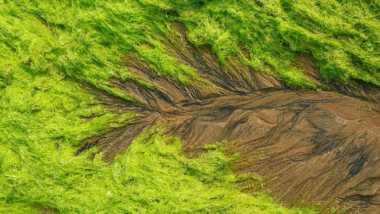 tidal Trees in Qingdao Turn into Living Coastal Art 