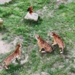 Tiger Kindergarten in Fujian Teaches Cubs Survival Skills Video Poster 