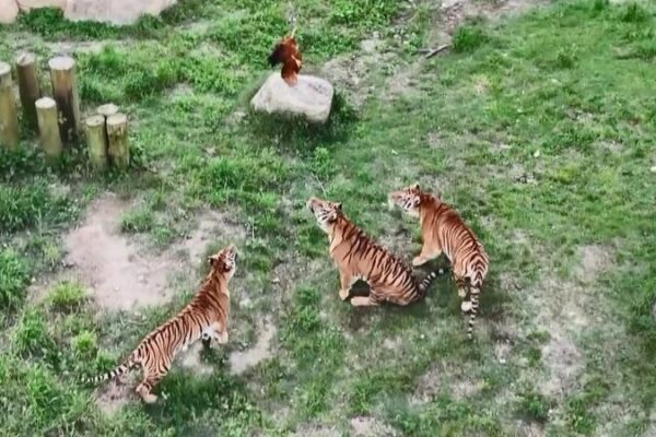 # - My News! Tiger Kindergarten in Fujian Teaches Cubs Survival Skills Video Poster