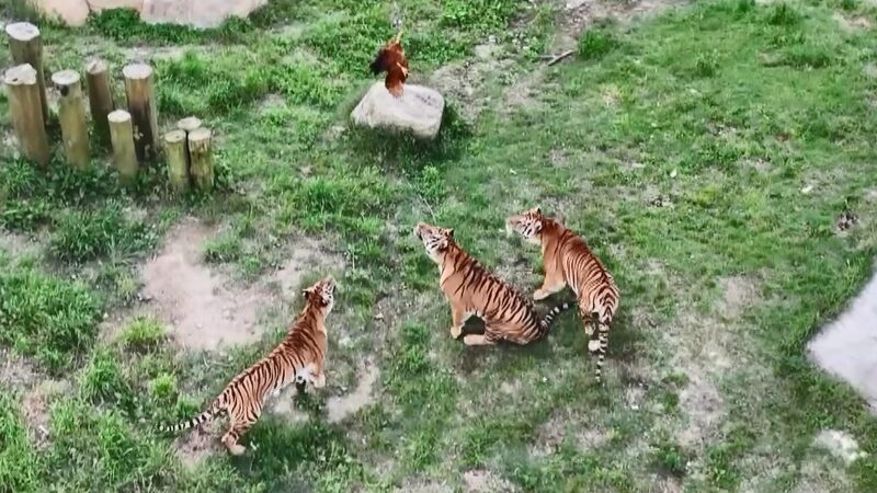 # - My News! Tiger Kindergarten in Fujian Teaches Cubs Survival Skills Video Poster