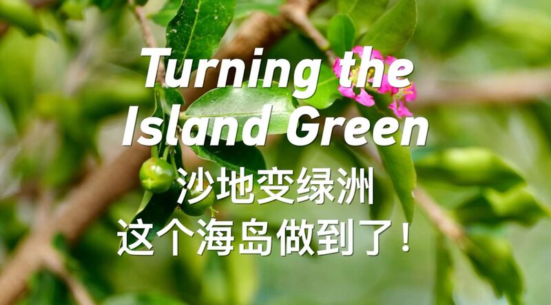 Turning the Island Green Video Poster 