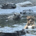Unlikely Bonds a Lion and a Tiger Play Ball Together at a Beijing Zoo 