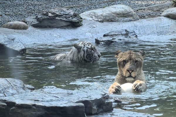 Lion and Tiger Form Unlikely Friendship at Beijing Wildlife Park Unlikely bonds: A lion and a tiger play ball together at a Beijing zoo