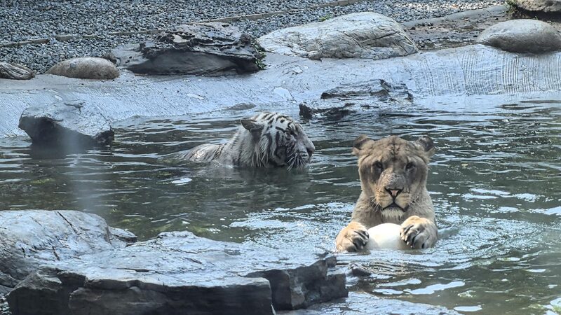 # - My News! Unlikely Bonds a Lion and a Tiger Play Ball Together at a Beijing Zoo